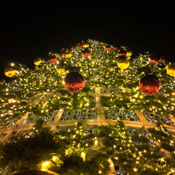 detalhe das bolas decorativas existentes no Pinheiro Clássico com 30 metros